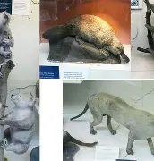 塔斯马尼亚联战术多变，力争战胜强敌